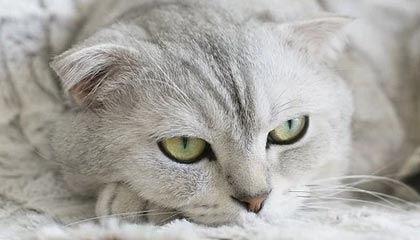 清远伴游，定制QQ：3494206190微信：act1322